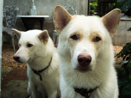 Dog in the gardenの写真素材