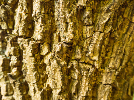 Wooden background textureの写真素材