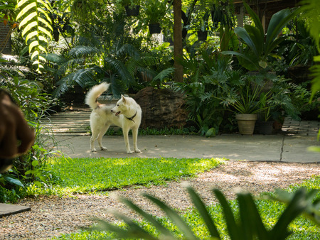 Dog in the gardenの写真素材
