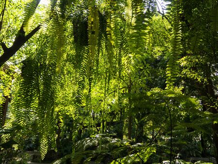 Green fern leaf in the garden and sunlightの写真素材