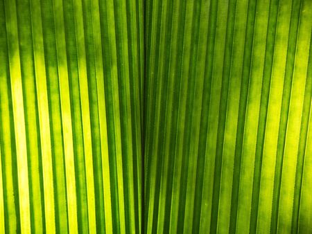 Leaf backgroundの写真素材