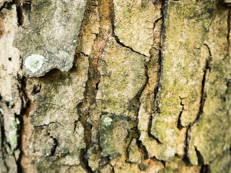 Wooden background textureの写真素材