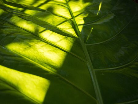 Leaf backgroundの写真素材