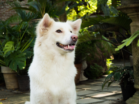 Dog in the gardenの写真素材