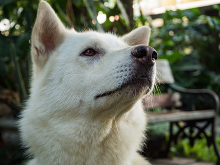 Dog in the gardenの写真素材