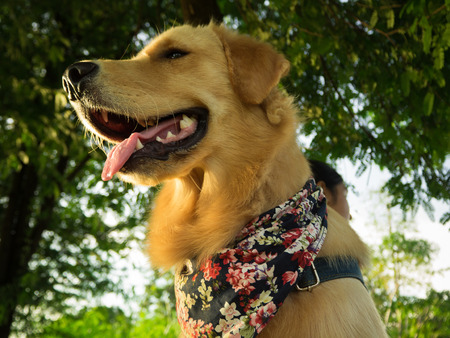 Golden retriever is playing in the parkの写真素材