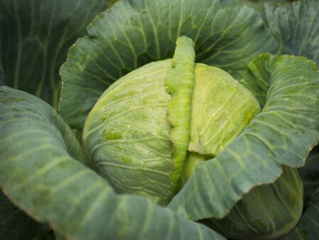 Closeup Fresh cabbage in cabbage garden