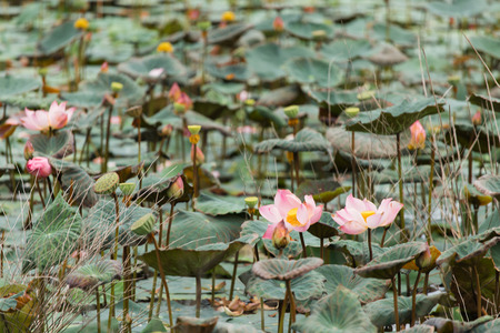 Pink Sacred Lotus blossom and leaves in lakeの写真素材