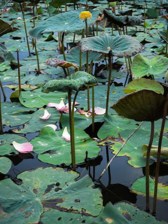 Pink Sacred Lotus blossom and leaves in lakeの写真素材