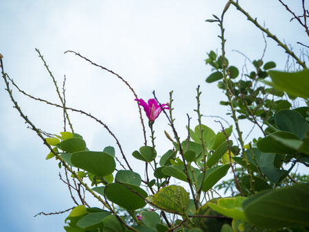 Pink Plumeria on the plumeria tree, frangipani tropical flowers.の写真素材