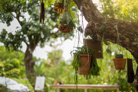 Flower pot is hanging on the tree, green tree backgroundの写真素材