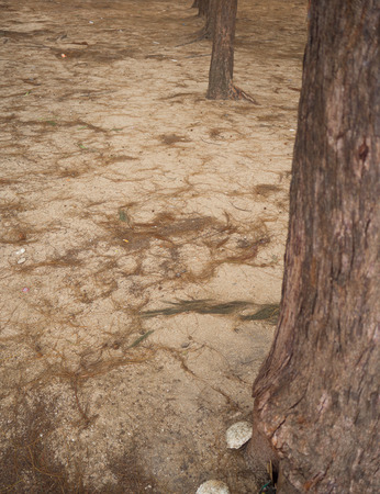 Pine forest on the sandy beach by a sea.の写真素材