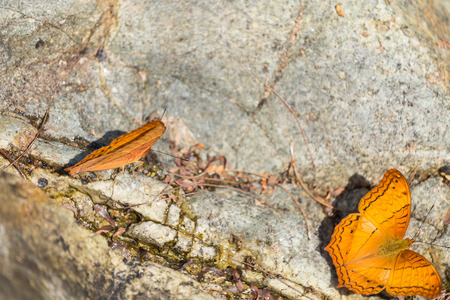 Beautiful orange butterfly on the rock in the forest.の写真素材