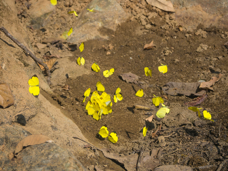 Beautiful yellow butterfly on the rock in the forest.の写真素材
