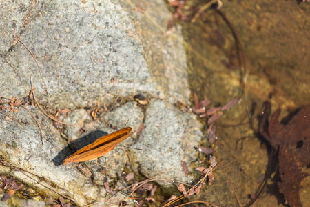 Beautiful orange butterfly on the rock in the forest.の写真素材