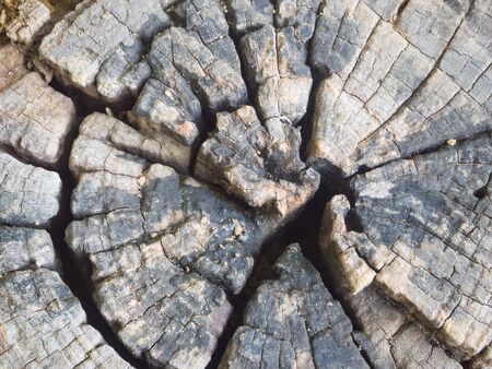 Close up on the bark of tree background and texture.の写真素材