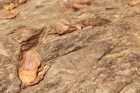 A dry leaf on the brown rock background.の写真素材