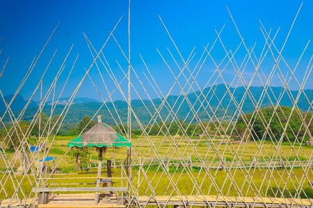 Rice Field of Farmer and sun in the morning,in Thailand.の写真素材
