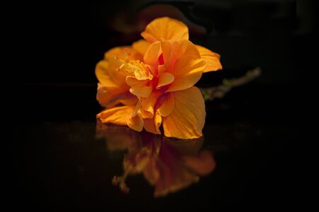 Reflectionsの写真素材
