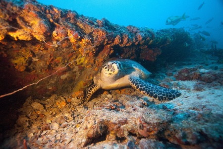 Sea Turtleの写真素材