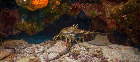 Lobster