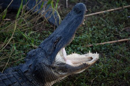 Alligatorの写真素材