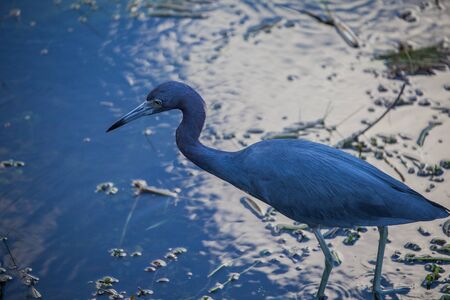 Blue Birdの写真素材
