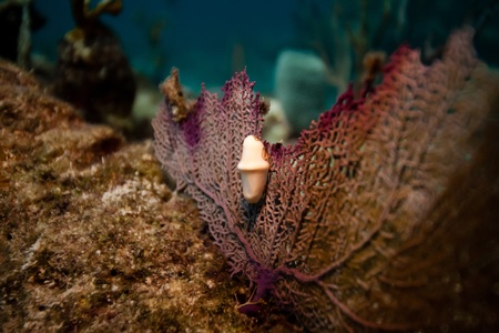 Flamingo Tongue on a purple sea fan