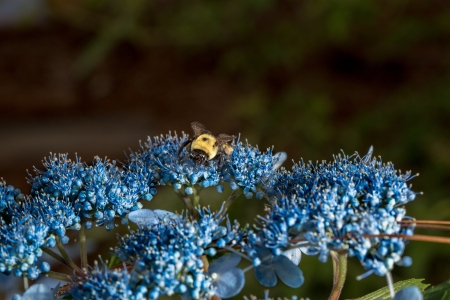 A bee gathering pollen in a blue flower in Alabamaの写真素材