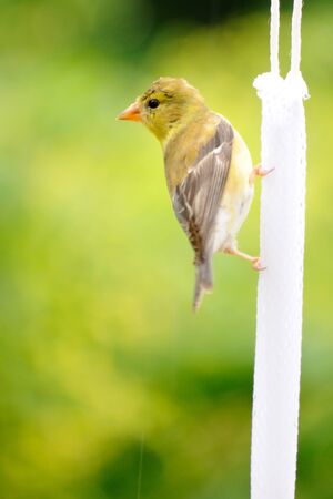 Finch 7の写真素材