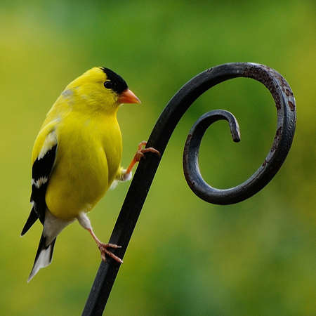 Finch 9