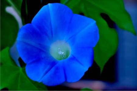 Flower in Blue 1
