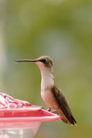 Hummingbird 3の写真素材