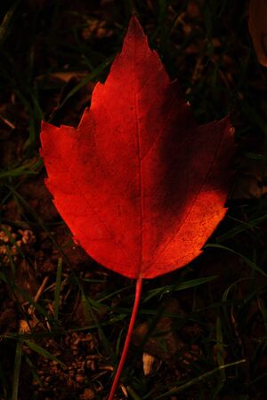 Leaf Study 11