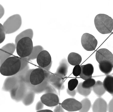 Leaf Study 15-bwの写真素材