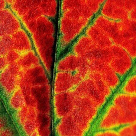 Leaf Study 2
