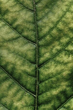 Leaf Study 3