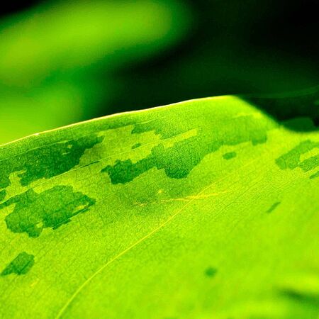 Leaf Study 9
