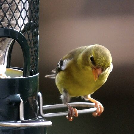 Little bird, big feet  Female American Goldfinch  Germantown, Maryland の写真素材