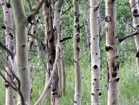 Aspen Trees in a field