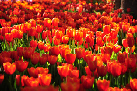 Tulip の写真素材