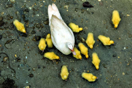 Family Ducksの写真素材