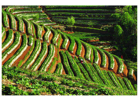 Strawberry farm