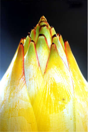 banana blossomの写真素材