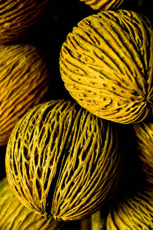 Dry Olive seedの写真素材