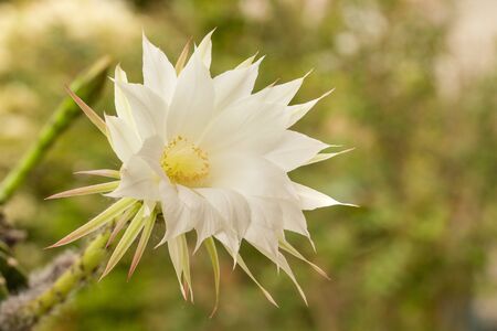 Cactus Flower echinopsis oxygonaの写真素材