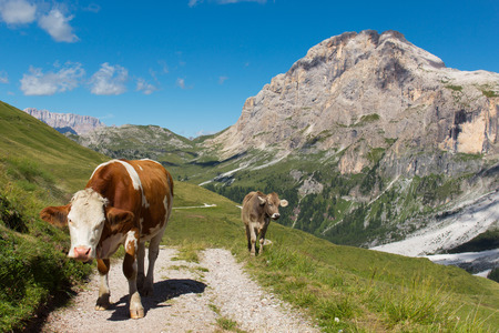 cows on mountain dirt roadの写真素材