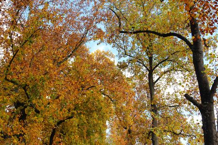 trees in autumn with a blue skyの写真素材