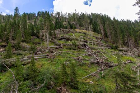 Trees felled by the Vaia stormのeditorial素材