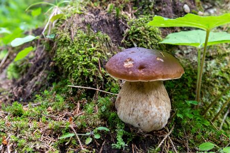 Porcino mushroom in the woodsの写真素材